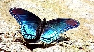 Red spotted Purple or White Admiral Butterfly Limenitis arthemis [upl. by Manuel]