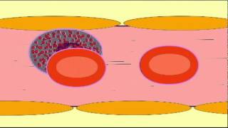 AP2 WHITE BLOOD CELL CHEMOTAXIS [upl. by Claretta]