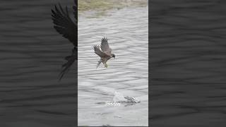 Peregrine Falcon causes a duck to crash But the Duck manages to get awayfalcon peregrinefalcon [upl. by Scornik]