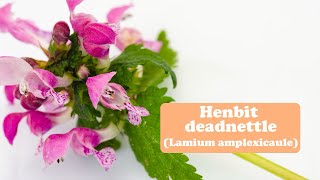 Bringing hope overcoming obstacles tenacityHenbit deadnettle [upl. by Warila]