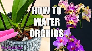 Orchid Care for Beginners  How to water Phalaenopsis Orchids [upl. by Aisined]