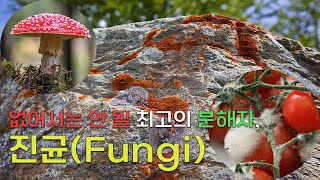 없어서는 안 될 최고의 분해자 진균  진균Fungi [upl. by Auqinihs]