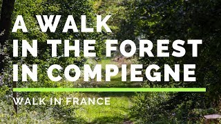 A walk in the forest in Compiègne  Une promenade en forêt de Compiègne [upl. by Hanimay179]