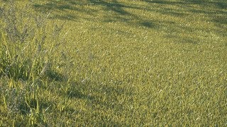 Realistic Grass Shader Tutorial  Cinema4D and Octane Render [upl. by Durnan]