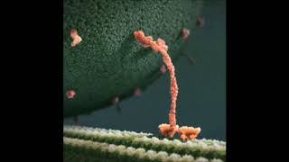 Everybody Gangsta Till The Kinesin Protein Start Walkin [upl. by Reivax45]