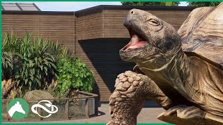 Building an AFRICAN SPURRED TORTOISE Habitat in the Elm Hill City Zoo  Planet Zoo [upl. by Nnhoj]