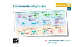 eSVT La réaction immunitaire adaptative [upl. by Flavio231]