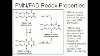 Flavins Redox Chemistry of FMN and FAD [upl. by Arlo]