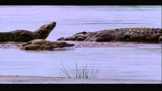 Gustave The Giant Nile Crocodile VS The Hippopotamus Discussion Video [upl. by Ralf]