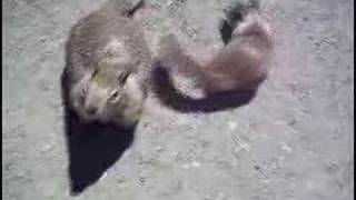 Squirrels Freak Out on Roasted Edamame on Seal Beach [upl. by Aisanahta]