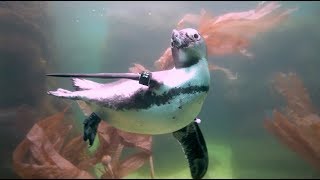 African Penguins Dive Deep at the San Diego Zoo [upl. by Ferdinande15]