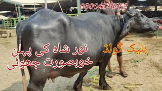 Noor shah ki bahan Khubsurat choti for sale Okara Animal TV 0300457625224102024 لوکیشن نور شاہ [upl. by Coleman281]