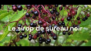 Sirop de sureau noir [upl. by Isolda]