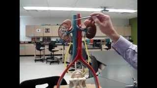 Urinary System 2 [upl. by Edin]