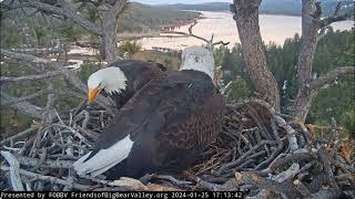 Jackie lays the first egg 💖🎉 Shadow brings a twig FOBBV CAM Big Bear Bald Eagle Live Nest  Cam 1 [upl. by Curr]