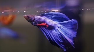 HOW TO Care for Betta Fish [upl. by Irdua]