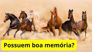 Curiosidades sobre o Cavalo [upl. by Anaylil]