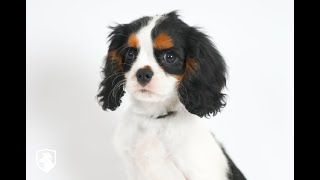 For Adoption quotMauiquot  TriColor Cavalier Mr Black from Felicity amp Spurgeon [upl. by Aved760]