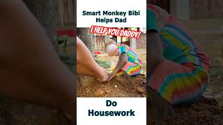 Monkey Bibi help Dad do housework shorts [upl. by Lidaa]