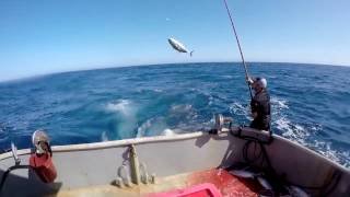 Albacore Tuna Commercial Fishing [upl. by Mulcahy]