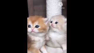 Funniest Animals😘New Funny Cats amp Dogs Video 2024🐈🐶 [upl. by Quartus964]