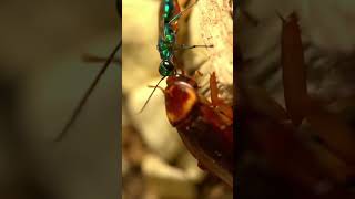 Wasp Laying Egg in Cockroach Shocking [upl. by Diva]