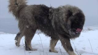 BEST ORIGINAL CAUCASIAN SHEPHERD OVCHARKA DOG [upl. by Mile]