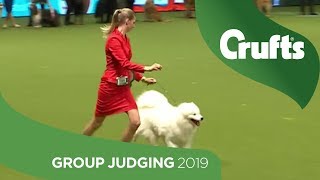 Pastoral Group Judging And Presentation  Crufts 2019 [upl. by Ahsitil830]