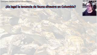 Aprovechamiento legal de fauna silvestre [upl. by Siclari701]