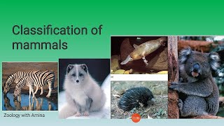 General characters and classification of Mammals [upl. by Sucramad]