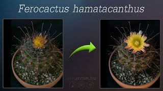 Ferocactus hamatacanthus ♫ [upl. by Augustin]