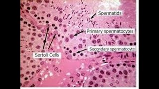 Histology structure and Histophysiology of sertoli cells [upl. by Audy684]