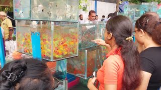 Recent Aquarium Fish Price Update  Galiff Street Fish Market  Galiff Street New Video  28724 [upl. by Os]