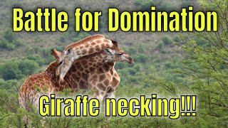 Domination Duel Giraffes In A Necking Battle [upl. by Ttenna]