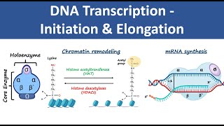 DNA Transcription Initiation amp Elongation  In Prokaryotes amp Eukaryotes  Biochemistry [upl. by Enilasor]