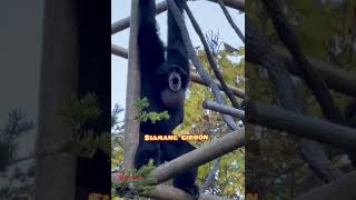 Siamang gibbon callgibbonanimalsoudsmammalmamatv [upl. by Aras]