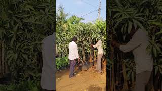 Kehar mango plants loading SK Hitech nursery Latur [upl. by Ahsieken]