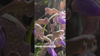 Vanda tessellata philately flowers orchids plants vanda stampswithsara [upl. by Torey]