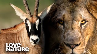 Epic Ambush Young Lioness Pounces on Unsuspecting Antelope  Love Nature [upl. by Carolan]