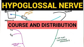 Hypoglossal Nerve  Course and Distribution [upl. by Merci]