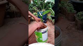 Reusing plastic pent Bucket propagating calathea plant youtubeshorts shorts plants [upl. by Moureaux467]