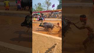 Kambala Start trending south ytshorts mangalore bull [upl. by Gotthard]