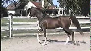 Ohadi Indian Fire from Cantrell Arabians [upl. by Sakul]