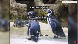 PROMISE ME Lyrics  Beverly Craven  PENGUIN  BF CHANNEL [upl. by Felton]