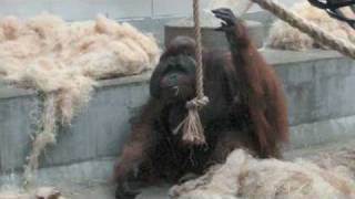 Sumatran orangutan at Denver Zoo [upl. by Gilson]