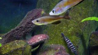 Cyprichromis Microlepidotus Kasai [upl. by Eardna]