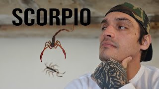 SCORPIO THEY ARE FIXATED ON YOU  NOV 1319 TAROT LOVE READING [upl. by Decker609]