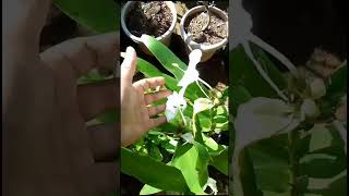 കല്യാണസൗഗന്ധികം Hedychium coronarium kerala nature gardening flower whitegarlandlily [upl. by Annaoj758]