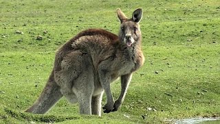 Forester Kangaroos Macropus giganteus at Narawntapu [upl. by Yamauchi]