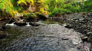 Relaxing Forest 🌲 Small Stream  Wonderful Symphony of Forest Regenerates Energy [upl. by Spiegelman]